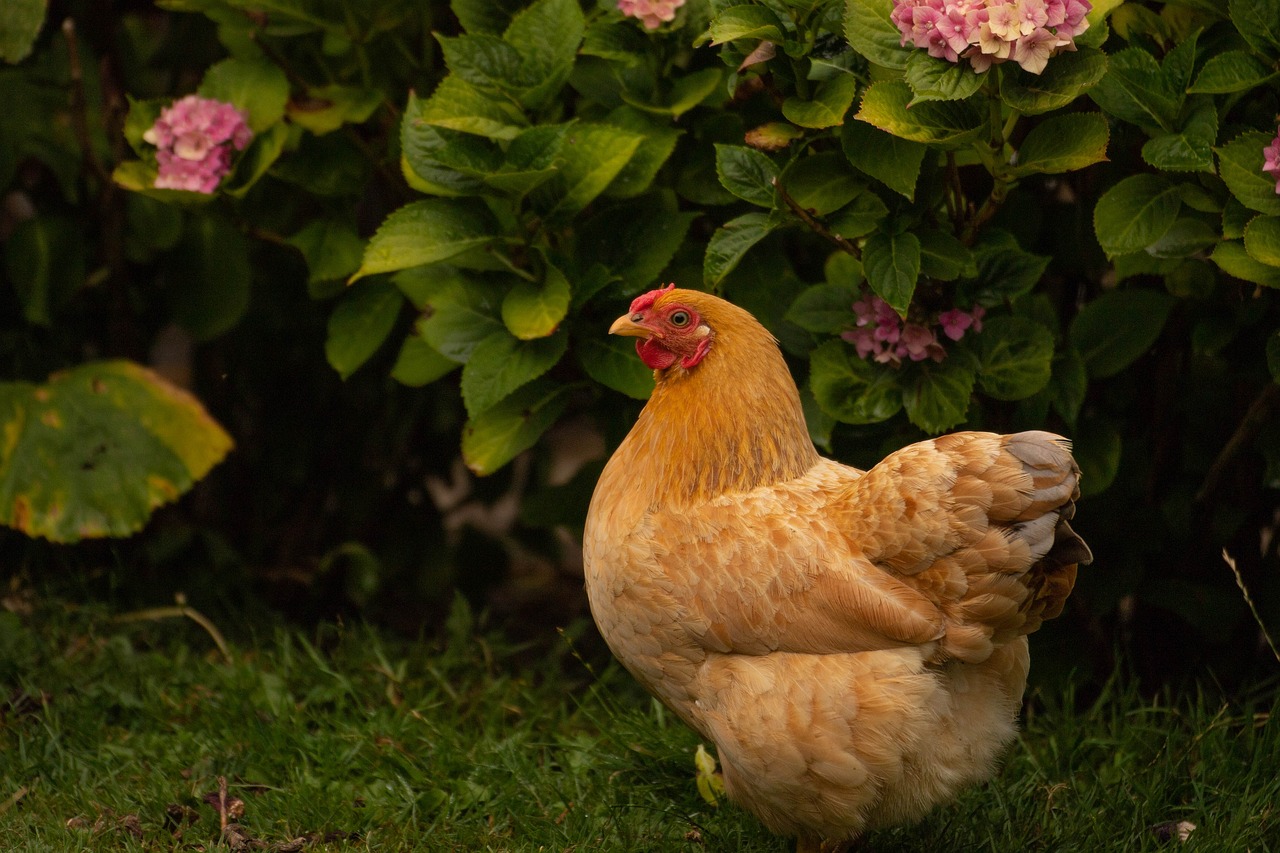 hens-3420126_1280 a puffed-up, broody hen sitting on a clutch of eggs